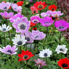 アネモネ　フルゲンス