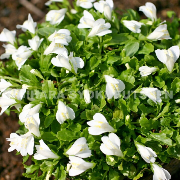 楽天市場 白花サギゴケ おぎはら植物園