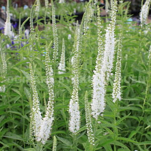 �x���j�J�i�g���m�I�j �����M�t�H���A �e�A���o�f