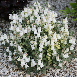 hLM\E eA[ OCfiVo[ hSj