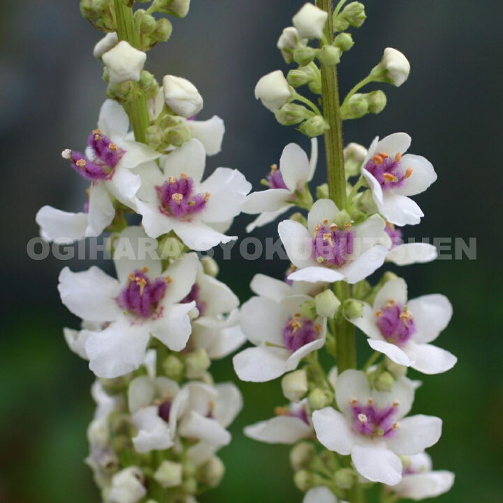 楽天市場】バーバスカム  