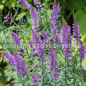 リナリア　パープレア