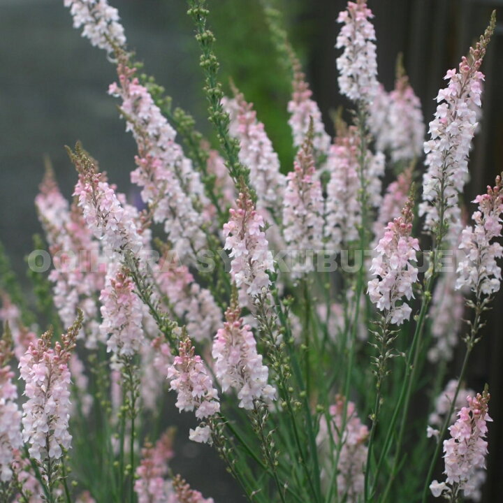 楽天市場 リナリア ピンク おぎはら植物園 楽天市場 リナリア ピンク おぎはら植物園