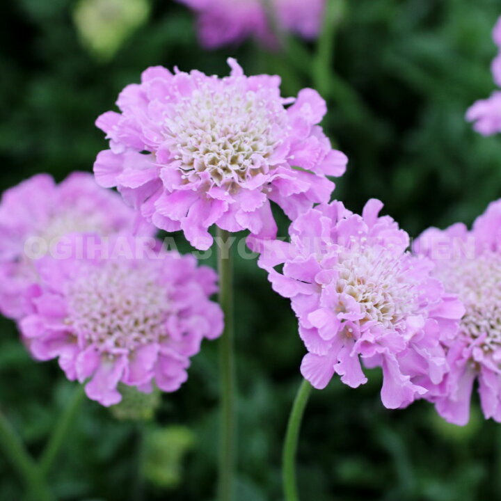 楽天市場 姫松虫草 スカビオサ ピンクッションピンク おぎはら植物園