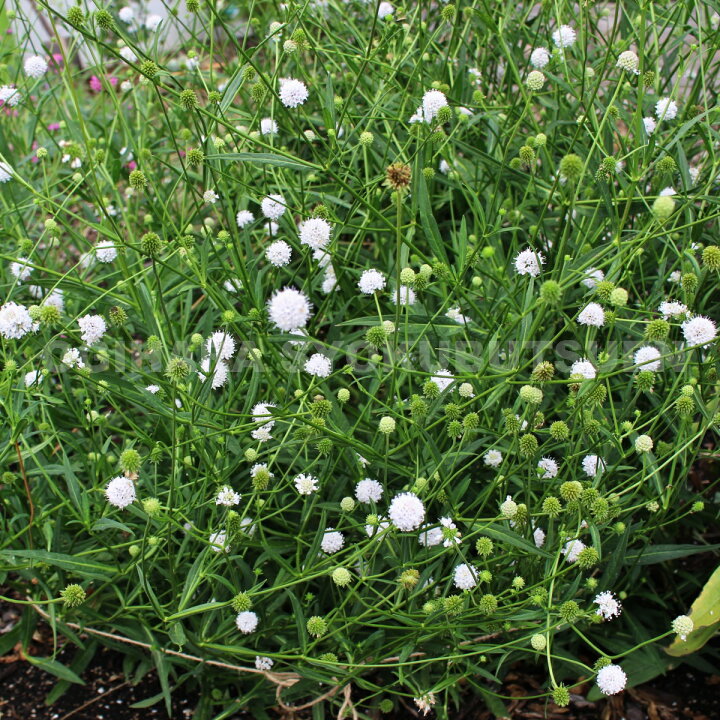 楽天市場 サクシセラ フロステッド パールズ おぎはら植物園