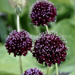 iXJrITjeG[X Iu Xy[hfieubN iCgfj