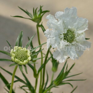 iXJrITjezCg NC[fi=eAofj