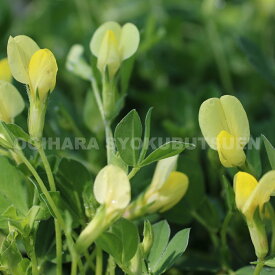 ロータス マリティムス