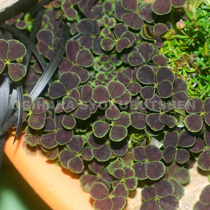 楽天市場 黒葉クローバー おぎはら植物園