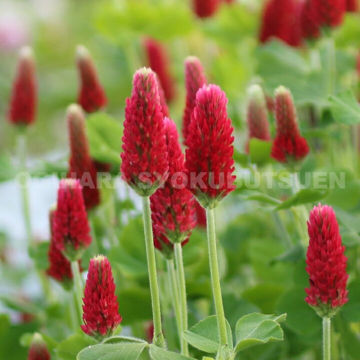 楽天市場 クリムソンクローバー ストロベリーキャンドル おぎはら植物園