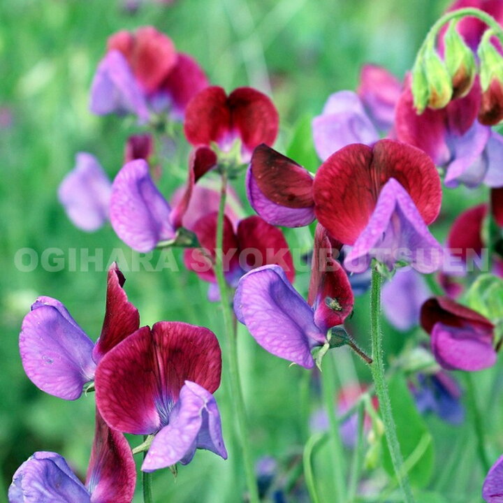 楽天市場 スイートピー マツカナ おぎはら植物園