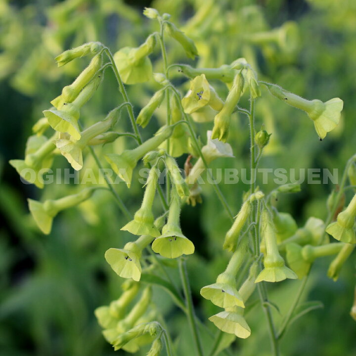楽天市場 ニコチアナ ラングスドルフィー おぎはら植物園