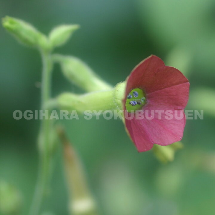楽天市場 ニコチアナ ティンカーベル おぎはら植物園