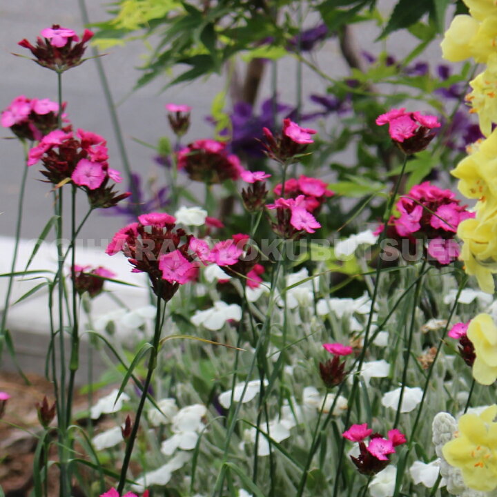 楽天市場 ナデシコ ダイアンサス カルシアノルム おぎはら植物園 楽天市場 ナデシコ ダイアンサス カルシアノルム おぎはら植物園