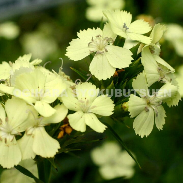楽天市場 ナデシコ ダイアンサス ナッピー おぎはら植物園