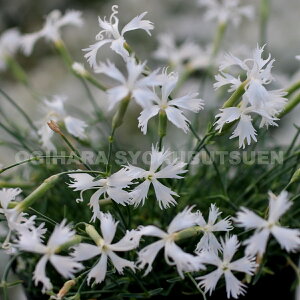 �i�f�V�R�i�_�C�A���T�X�j �e���g�� ���C�f���f