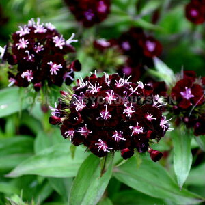 �i�f�V�R�i�_�C�A���T�X�j�@�e�\�[�e�B�[�f