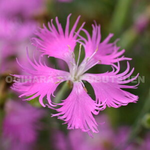 �͌��i�f�V�R�@�s���N�i�_�C�A���T�X�@�~�[�e�B�A�j