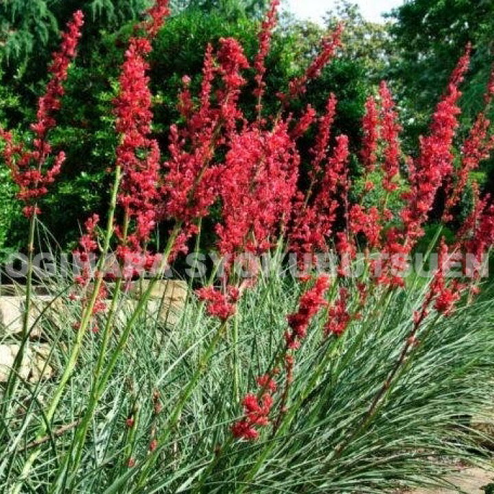 楽天市場】レッドユッカ （ヘスペラロエ パービフロラ） : おぎはら植物園