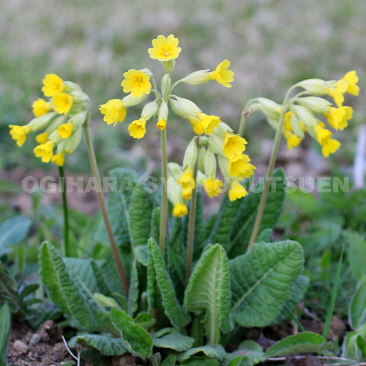 プリムラベリス