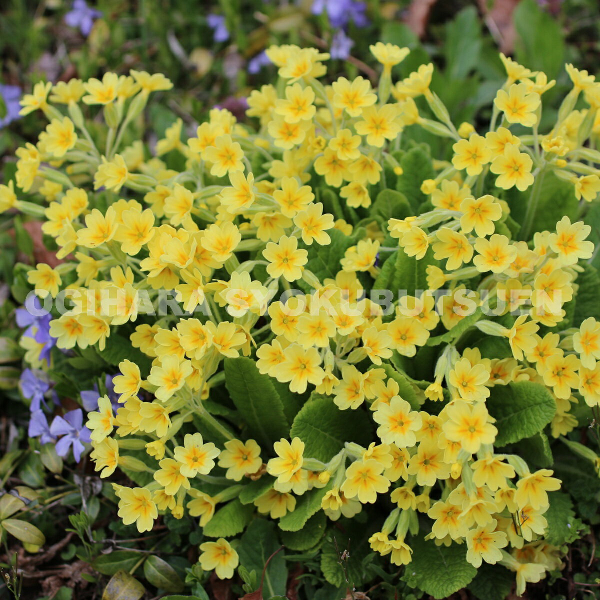 プリムラベリス