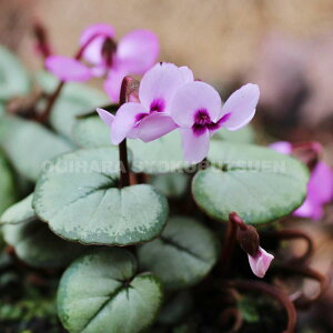 VN@RE eVo[[tf@ԁEsNn