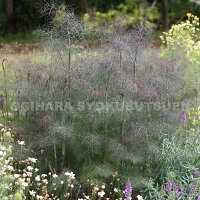 ブロンズフェンネル