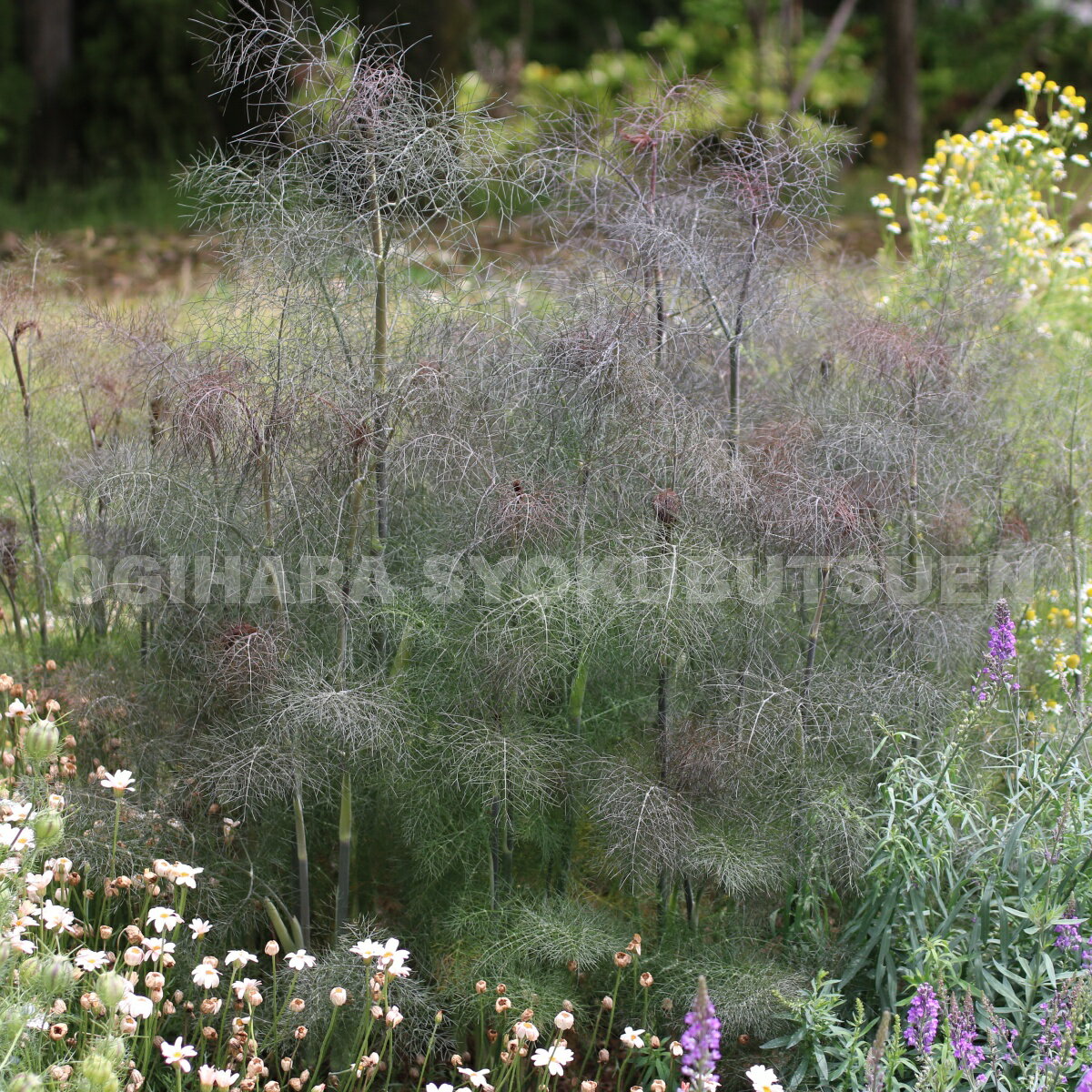 ブロンズフェンネル