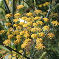 ブロンズフェンネル