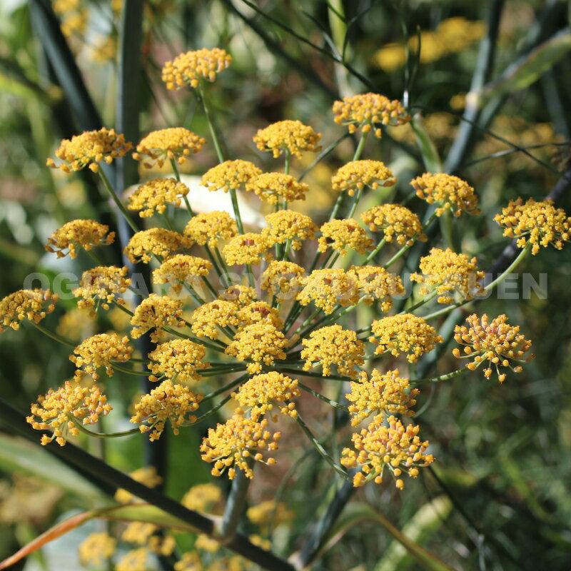 ブロンズフェンネル