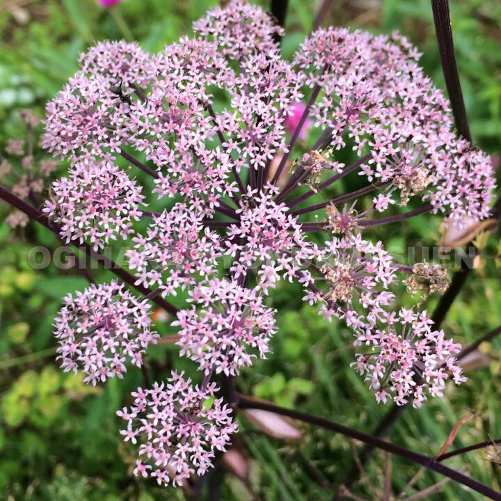 楽天市場 アンジェリカ ビカーズ ミード おぎはら植物園