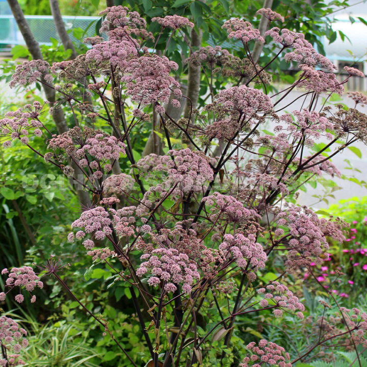 楽天市場 アンジェリカ ビカーズ ミード おぎはら植物園