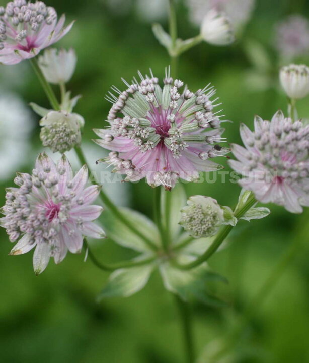 楽天市場 アストランティア マヨール おぎはら植物園