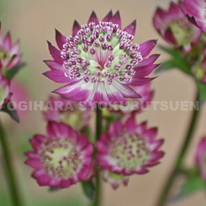 AXgeBA eX^[ Iu r[eBf