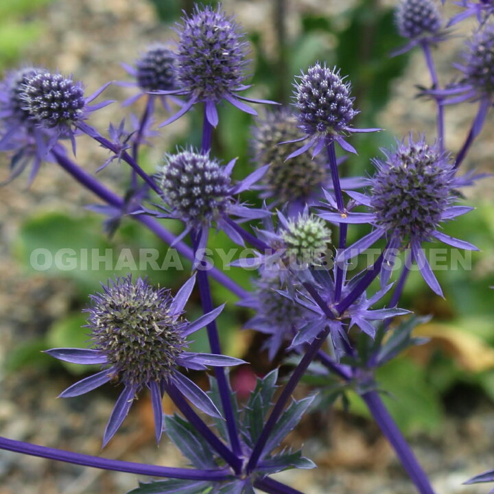楽天市場 エリンジューム プラナム おぎはら植物園