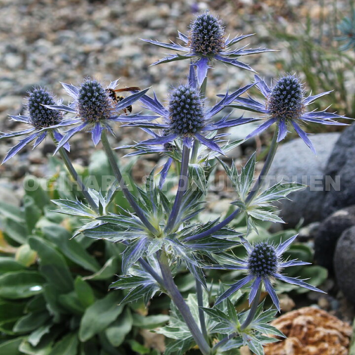 楽天市場 エリンジューム ビッグ ブルー おぎはら植物園