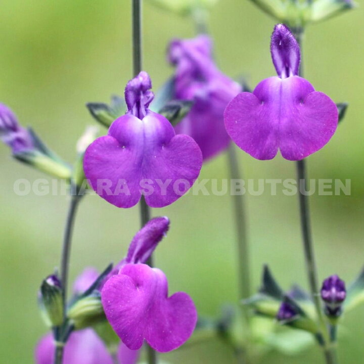 楽天市場】サルビア  