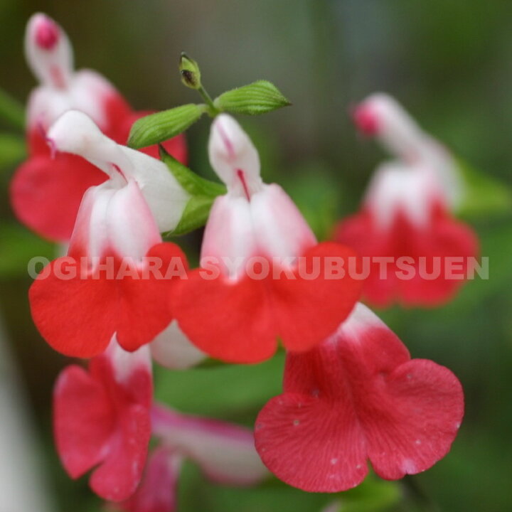 楽天市場 サルビア ホットリップス おぎはら植物園 楽天市場 サルビア ホットリップス おぎはら植物園