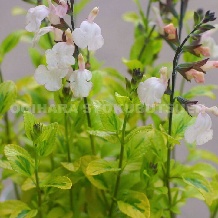 楽天市場】サルビア  