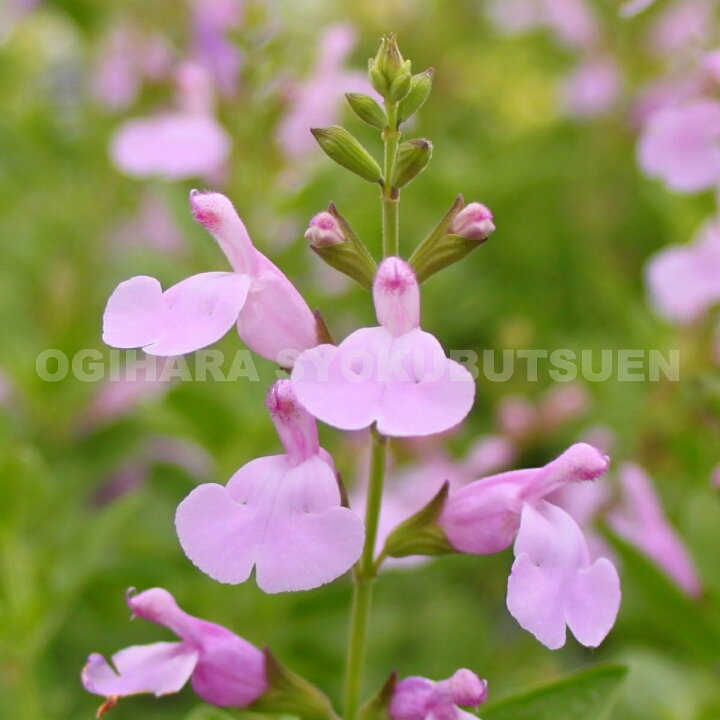 楽天市場 サルビア パールピンク おぎはら植物園 楽天市場 サルビア パールピンク おぎはら植物園