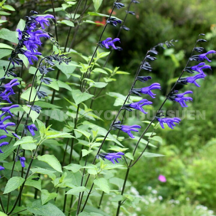 楽天市場 サルビア ガラニチカ メドーセージ おぎはら植物園