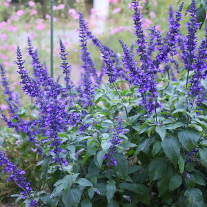 x_[Z[WiTrA eCfBS XpC[Yfj