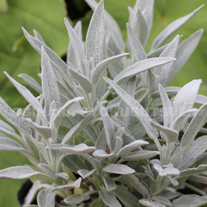 楽天市場 セージ ナザレス おぎはら植物園