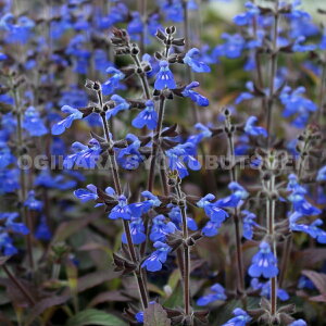 ViAZ[W iTrA eRX~bNu[fj