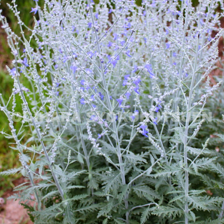 楽天市場 ロシアンセージ おぎはら植物園 楽天市場 ロシアンセージ おぎはら植物園
