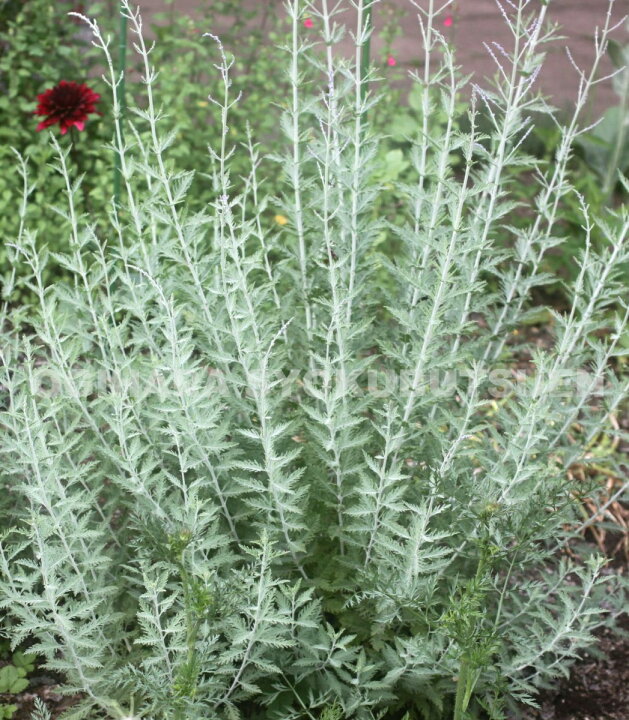 楽天市場 ロシアンセージ おぎはら植物園 楽天市場 ロシアンセージ おぎはら植物園