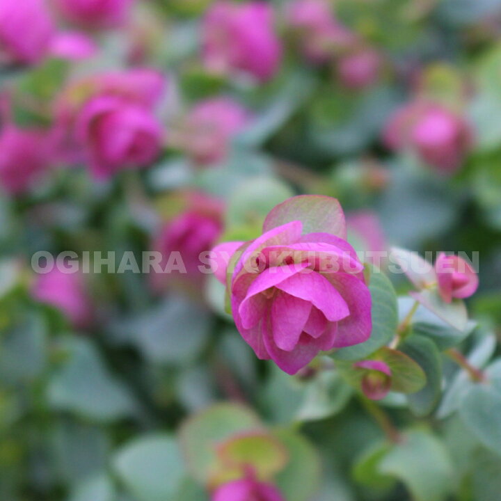 楽天市場 オレガノ ミルフィーユ リーフ おぎはら植物園