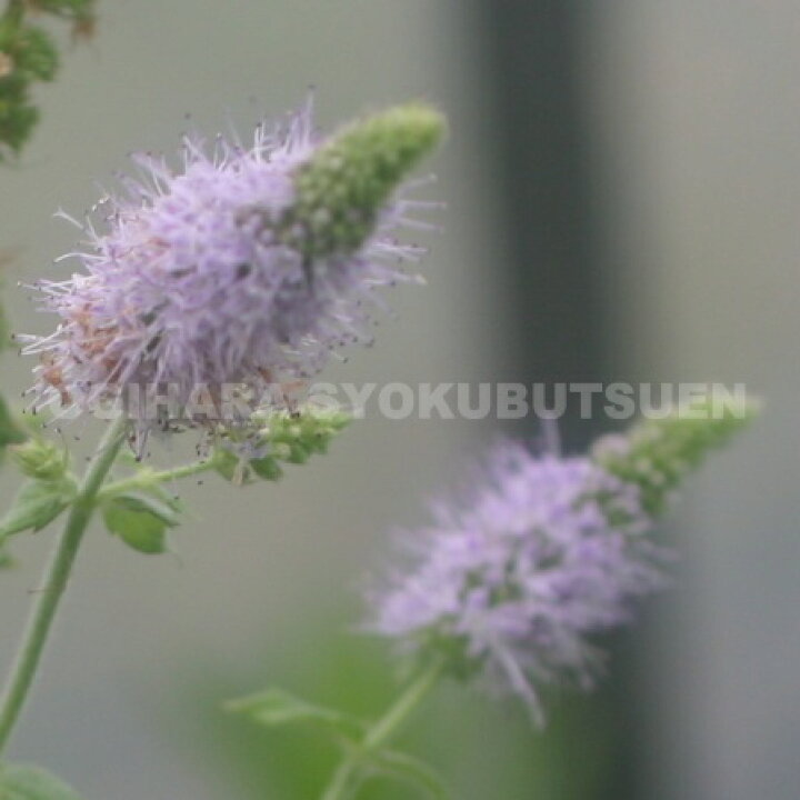 楽天市場 シルバーミント おぎはら植物園 楽天市場 シルバーミント おぎはら植物園