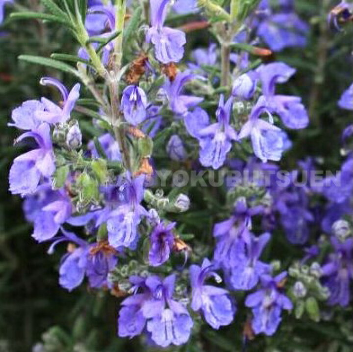 楽天市場 ローズマリー モーツアルトブルー おぎはら植物園