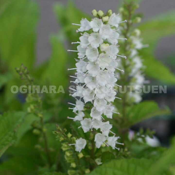 楽天市場 シモバシラ おぎはら植物園